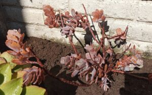 Kalanchoe Fedtschenkoi