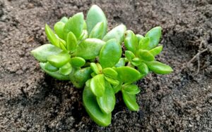 Crassula compacta nana