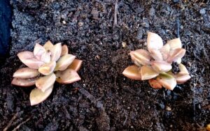 Sedum Bronze