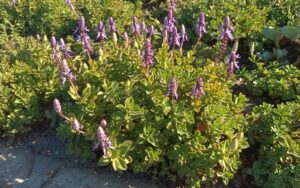 Coleus Neochilus / Plectranthus Neochilus