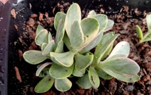 Crassula swaziensis 'Money Maker'