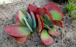 Kalanchoe Tetraphylla