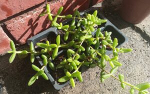 Delosperma Echinatum