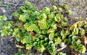 Sedum Tetractinum