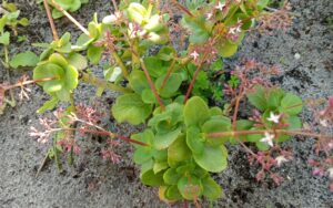 Crassula Multicava