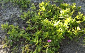 Aptenia Cordifolia