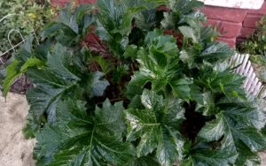 Acanthus Mollis