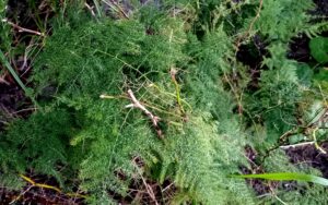Asparagus Setaceus
