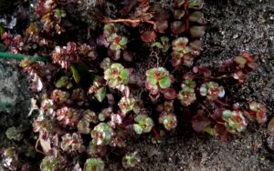Sedum Spurium (Dragon's Blood)