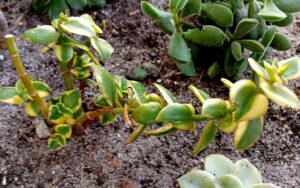 Crassula sarmentosa 'Comet'
