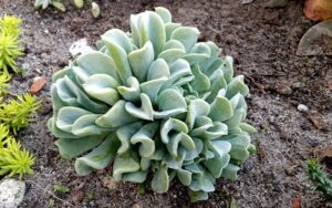 Echeveria Runyonii 'Topsy Turvy'