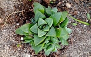 Haworthia Retusa Duval