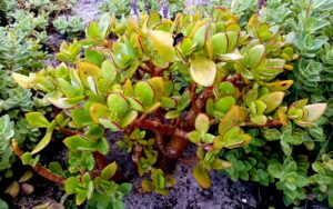 Crassula ovata 'Hummel's Sunset'