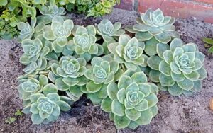 Echeveria Elegans