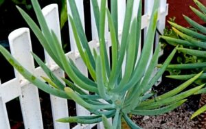 Curio Talinoides