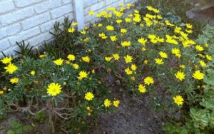 Euryops Pectinatus