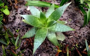 Aloe Striata