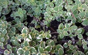 Plectranthus Madagascariensis
