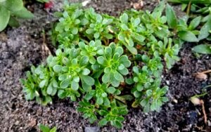Aeonium Sedifolium