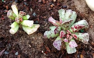 Adromischus Cooperi