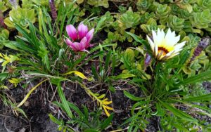 Gazania Linearis