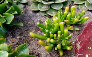Crassula ovata "Gollum"