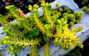 Sedum Mexicanum (Sedum Lime)