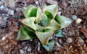 Haworthia Hybrid [A]