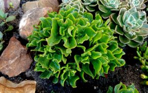Crassula Ovata Undulata