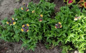 Nemesia