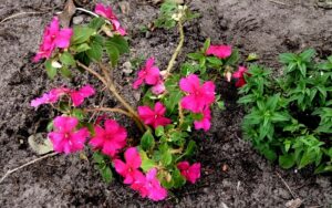 Impatiens Walleriana