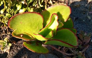 Cotyledon Orbiculata 'Macrantha'