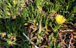 Carpobrotus