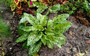Ledebouria Petiolata