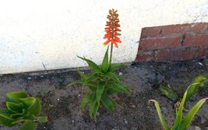Aloiampelos Ciliaris 'Climbing Aloe'