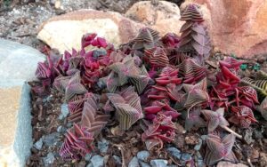 Crassula Buddha's Temple