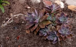 Echeveria Gibbiflora DC