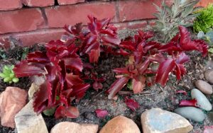 Kalanchoe longiflora coccinea