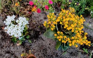 Kalanchoe Crenata