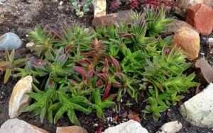Crassula Capitella Thunb.