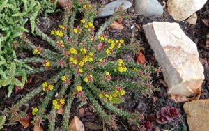 Euphorbia Woodii