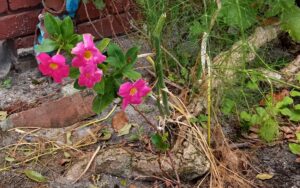 Mandevilla Sanderi