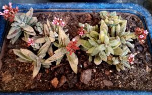 Crassula 'Justus Corderoy'