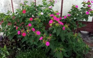 Mirabilis Jalapa