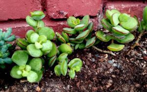 Cotyledon Woodii