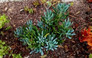 Senecio mandraliscae