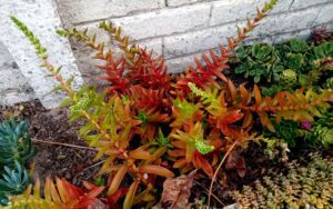 Crassula Capitella 'Campfire'