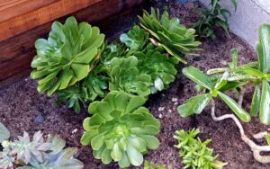 Aeonium Canariense 'Giant Velvet Rose'