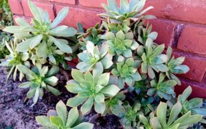 Aeonium Decorum