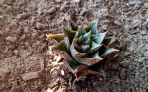 Echeveria Purpusorum